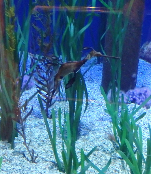 L'Oceanogr&agrave;fic Center.